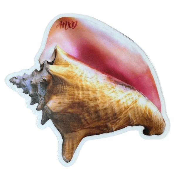 anxd conch shell