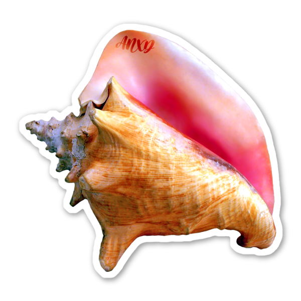 anxd conch shell