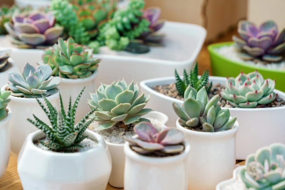 a group of succulent plants in pots branding business gifts businesses employee recognition corporate gifts tools personal price