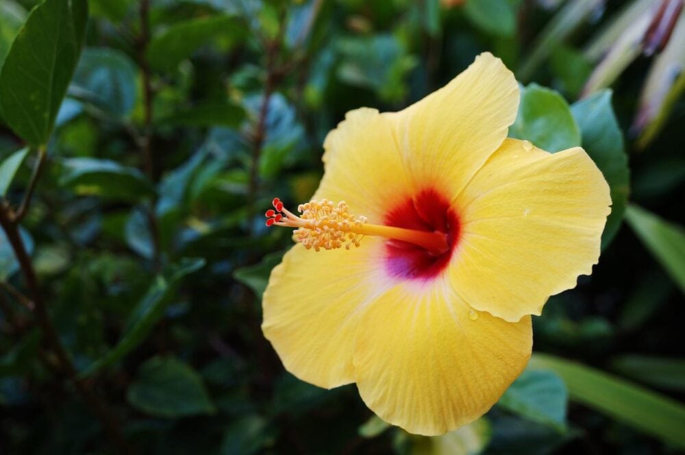 yellow hibiscus in the wild